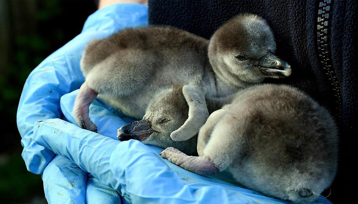 Supermarket Adopts Humboldt Penguins at UK’s Chester Zoo to Prevent Permanent Closure