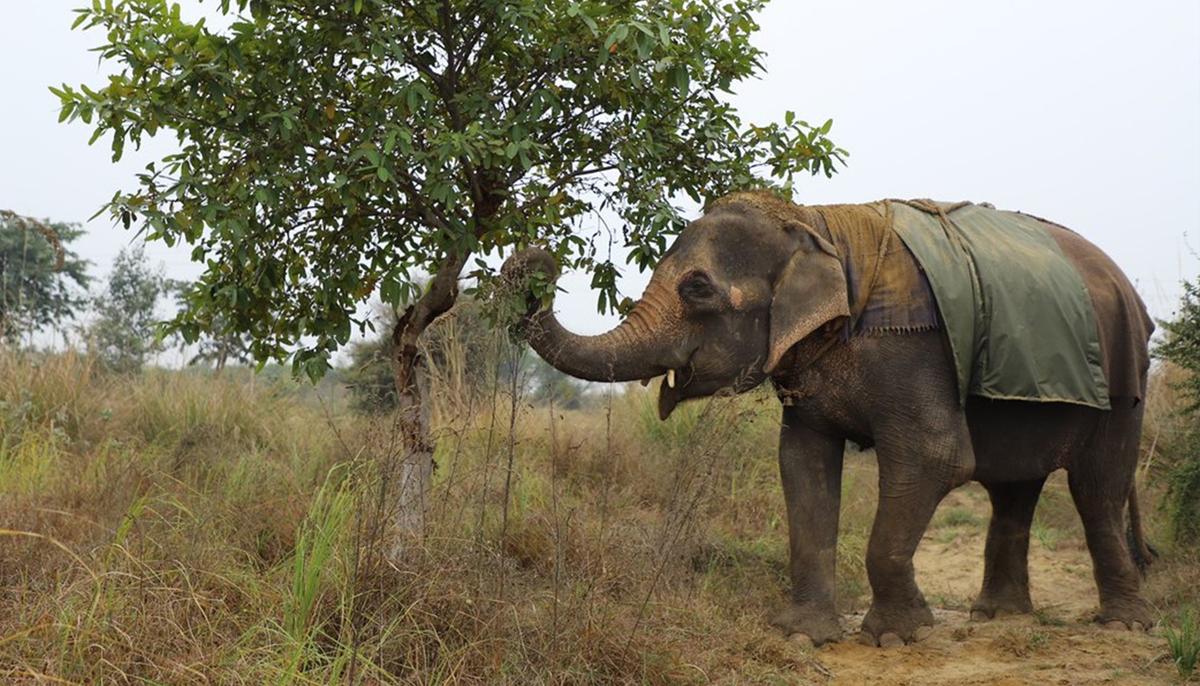 Blind Abused Elephant Spent 40 Years Panhandling for Owner, Is Now Finally Rescued
