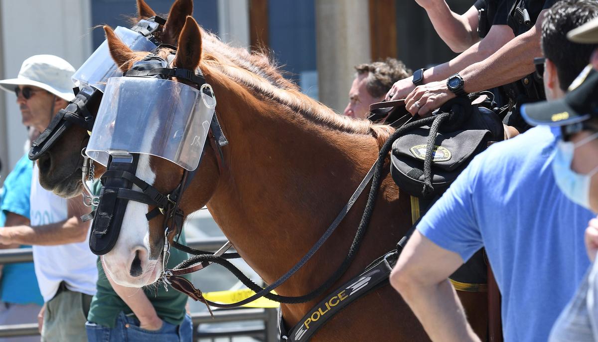 Ohio Animal Hospital Offers to Treat Police Horses Injured During Protests Free of Charge