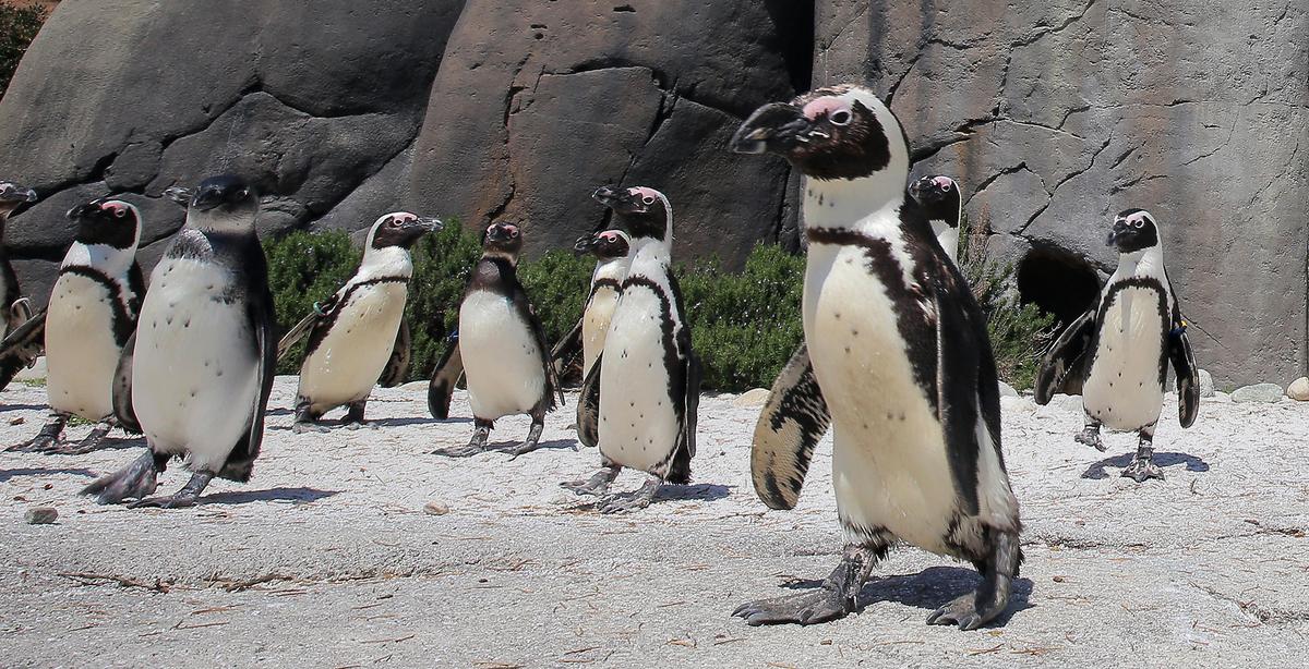 Zoo Permanently Closed by Lockdown Leaves Hundreds of Marine Animals in Urgent Need of Homes