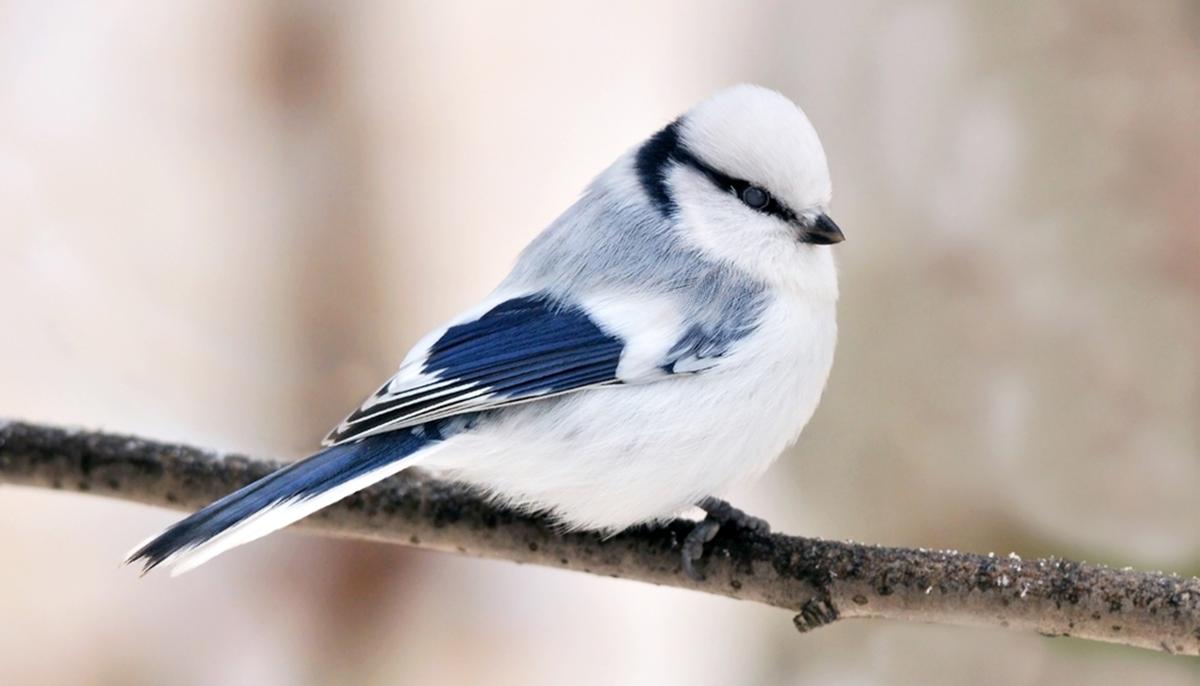 Meet the Azure Tit, a Tiny Frost-Blue Songbird Enchanting People With Its Cuteness