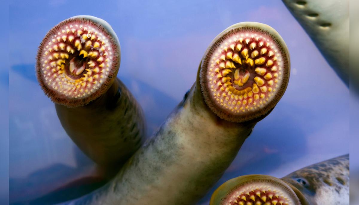 Bloodsucking ‘Vampire Fish’ Are Spawning in Vermont’s Waters–but Nothing to Fear, Say Experts
