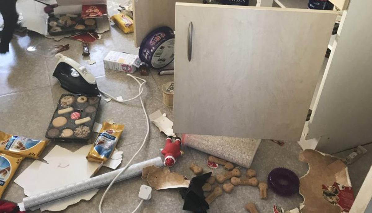 Family Thinks Home Is Robbed Until They Find Bite Marks of Their Mischievous Dog