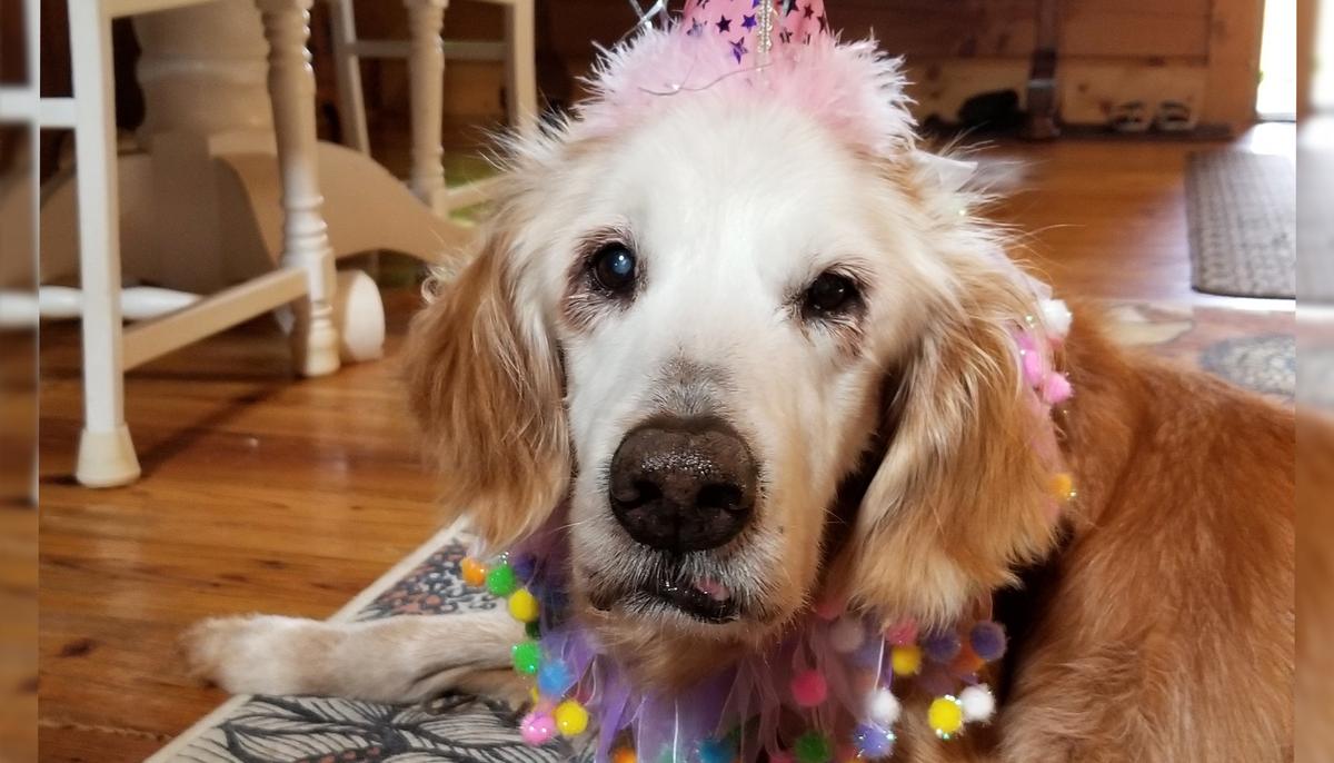 World’s Oldest Living Golden Retriever Celebrates 20th Birthday With Cake and Family