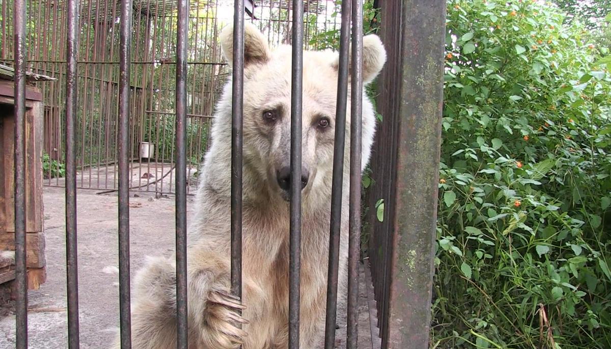 Suffering Circus Bear Spent 30 Years in a Rusty Cage, Is Finally Rescued to Spacious Sanctuary