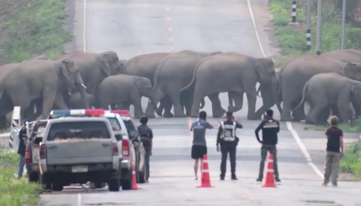 Spectacular Moment 50 Elephants Hold Up Traffic to Cross a Highway in Thailand