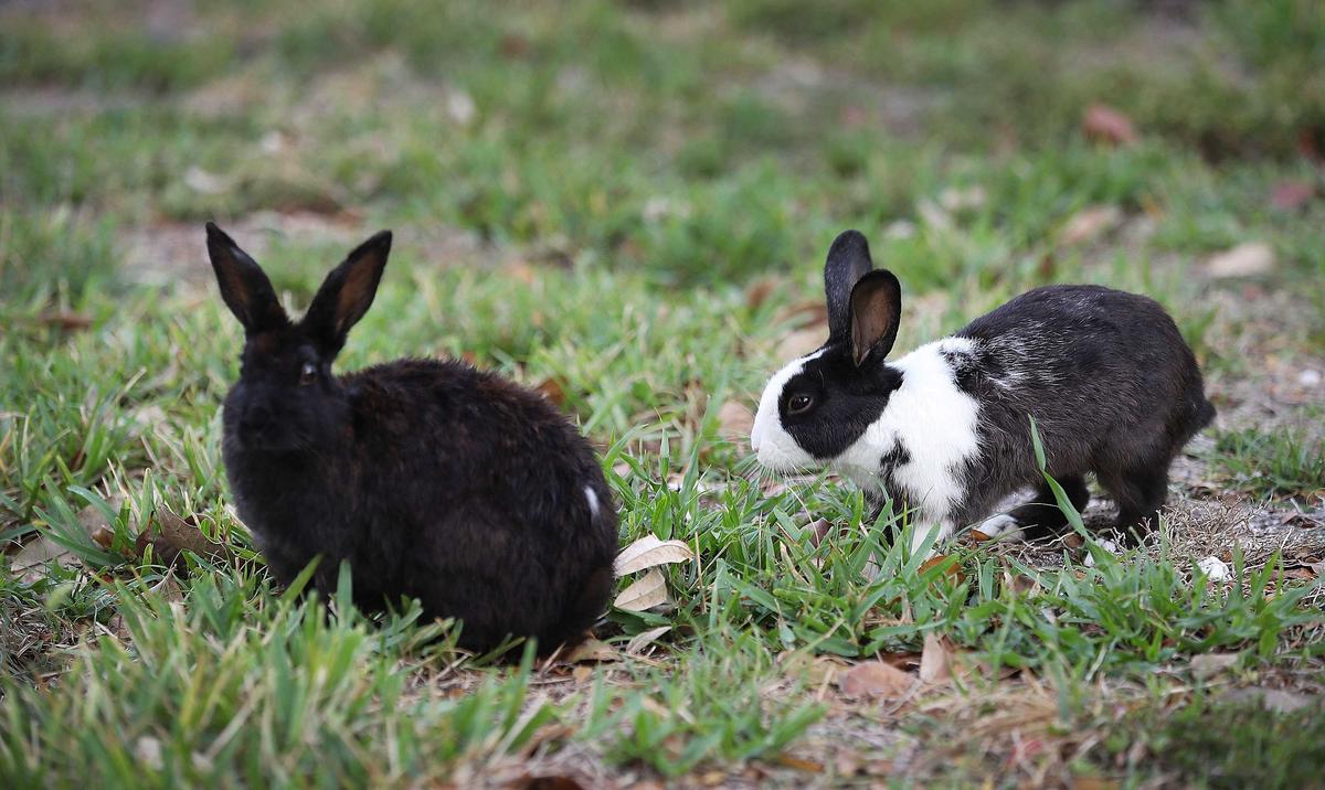 Some of You Rabbits Are Winning. Others Not