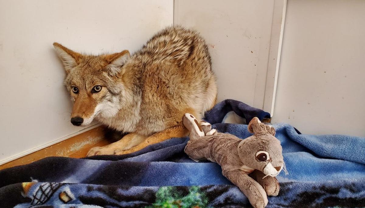 Night Shift Worker Rescues a ‘Dog’ He Hit With His Car, Only to Find Out It’s Actually a Coyote