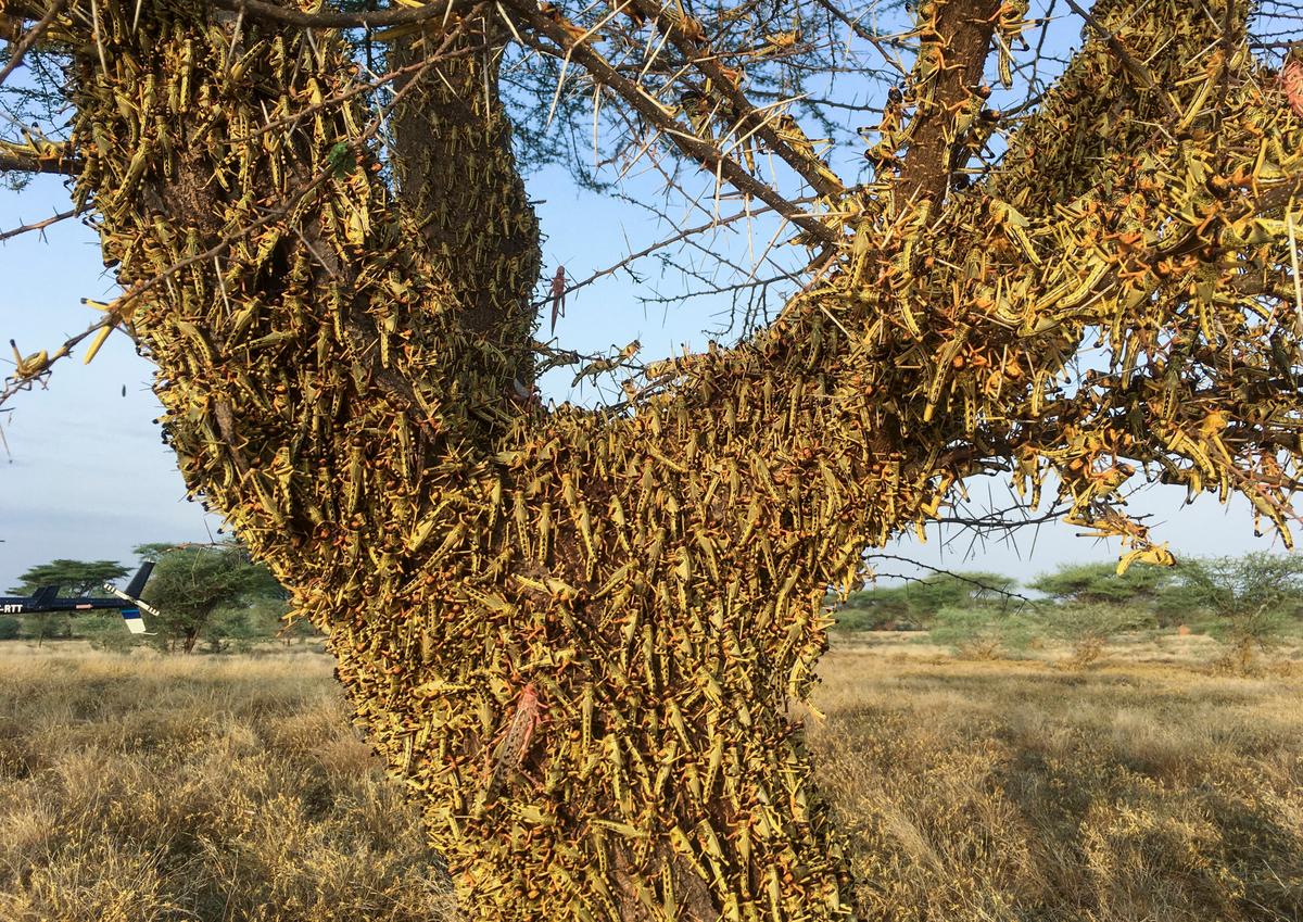 East Africa’s Locust Outbreak Is Far From Over
