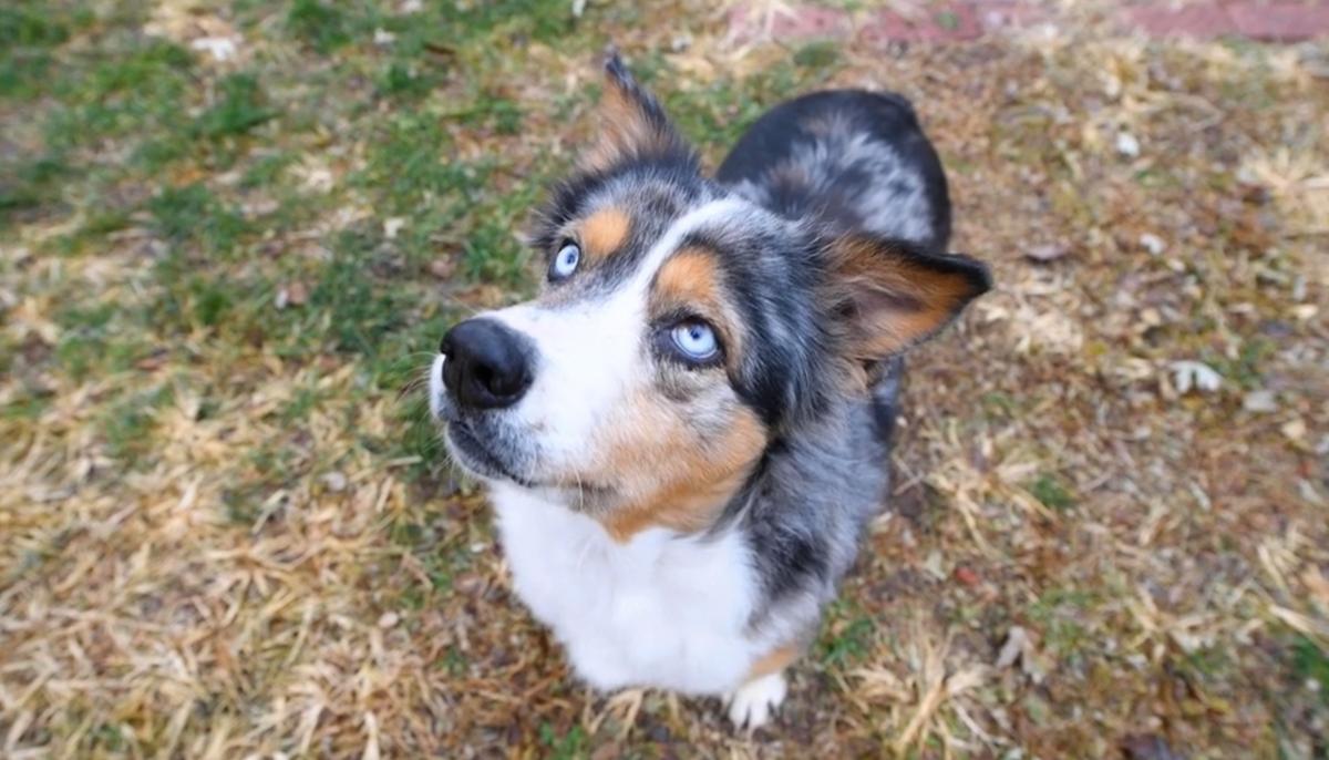 Timid Dog Abandoned in Filthy Basement Stuns Rescuers With Her Hopeful Blue Eyes