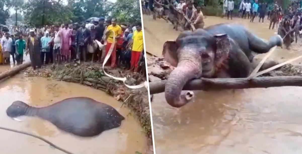 Villagers Unite to Rescue an Elephant Using Ropes and Bare Hands After It Falls Into a Pit