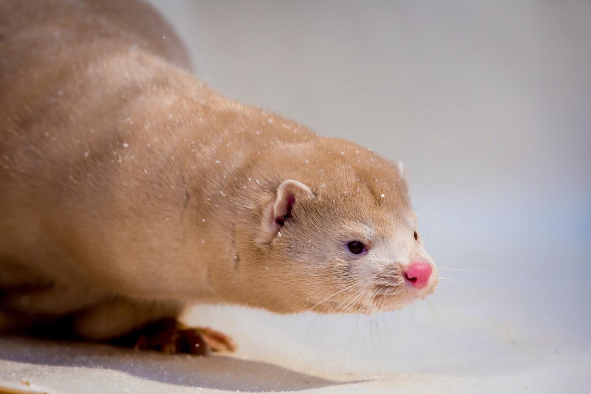 Spain to Cull 93,000 Mink at a Farm Hit by Coronavirus