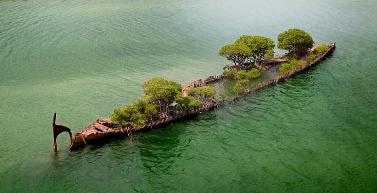 157-Year-Old Shipwreck Hull in Australia Transforms Into ‘Floating Forest’ With Mangrove Trees