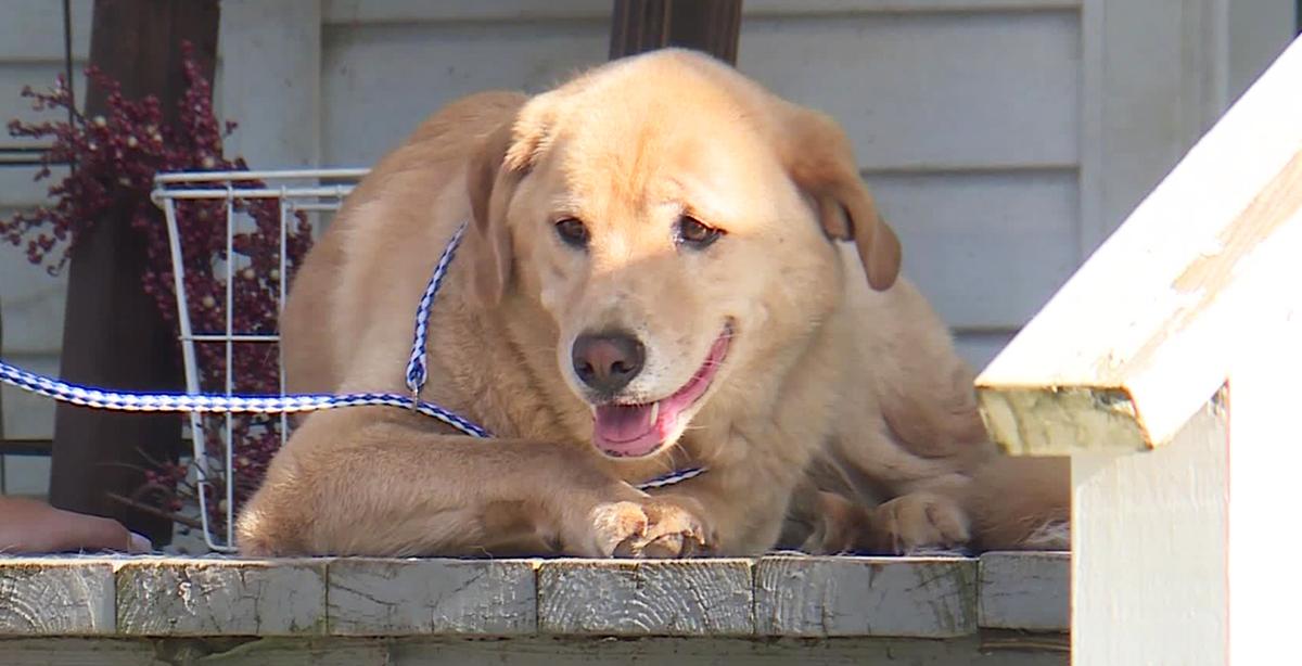 Kansas Dog That Went Missing for Days Ends Up at Its Old Home 57 Miles Away in Another State