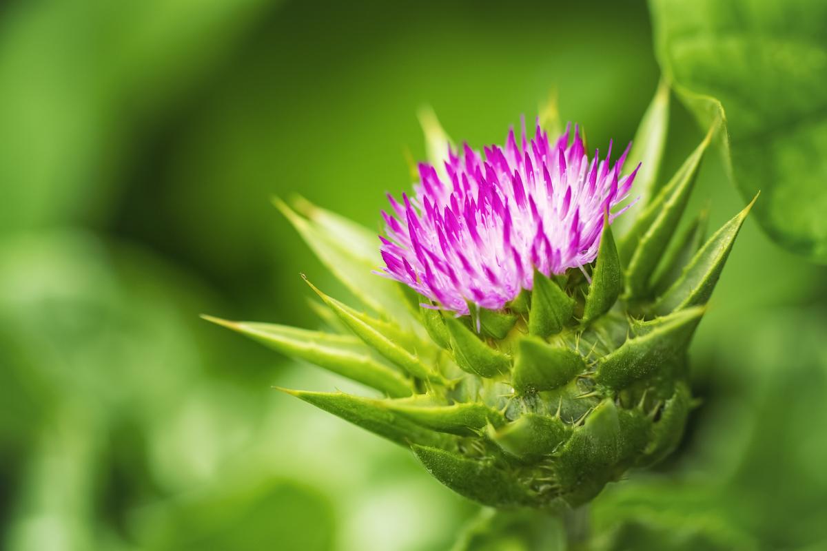 Using Nutrients, Nature, and Biochemistry to Treat OCD