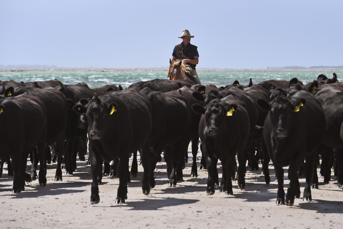 Australian States QLD, NSW Assist Victoria’s Beef Processing Amid COVID-19 Restrictions