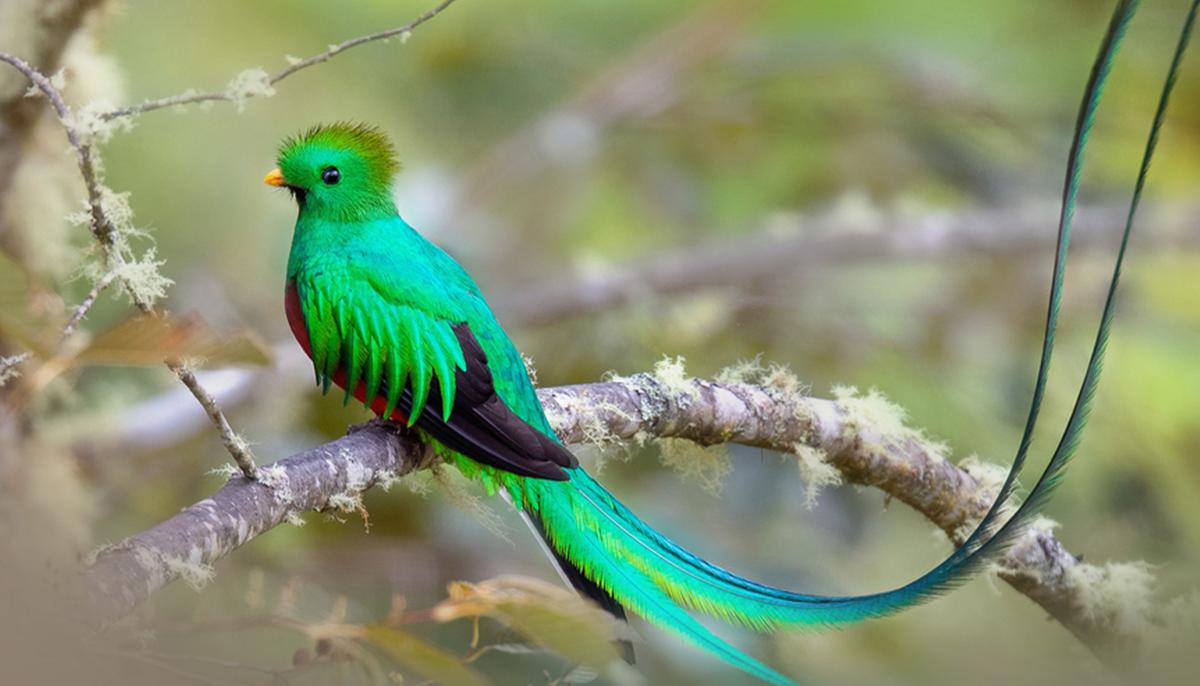 Meet the Gorgeous Resplendent Quetzal, One of the World’s Most Beautiful Birds