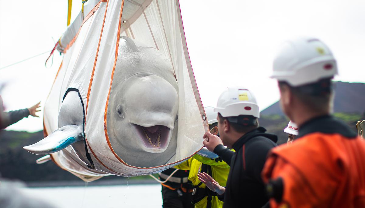 Two Beluga Whales Finally Reach the Sea After Epic Journey From Years in Captivity