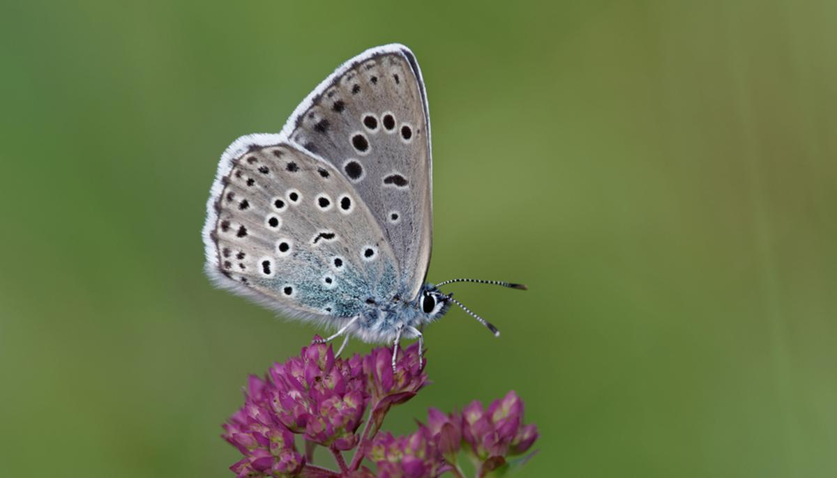 Rare Large Blue Butterfly That Was Previously Extinct Successfully Reintroduced to the UK