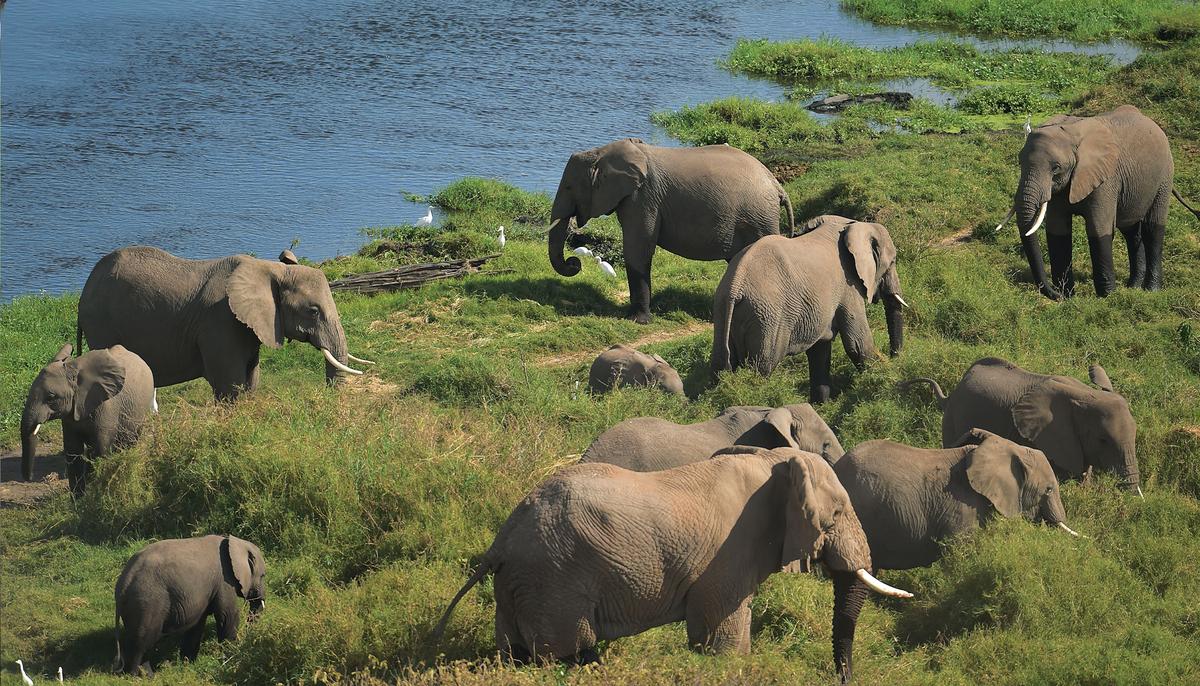 Kenya ‘Tames’ Elephant Poaching, Sees Elephant Numbers Double in Past 3 Decades