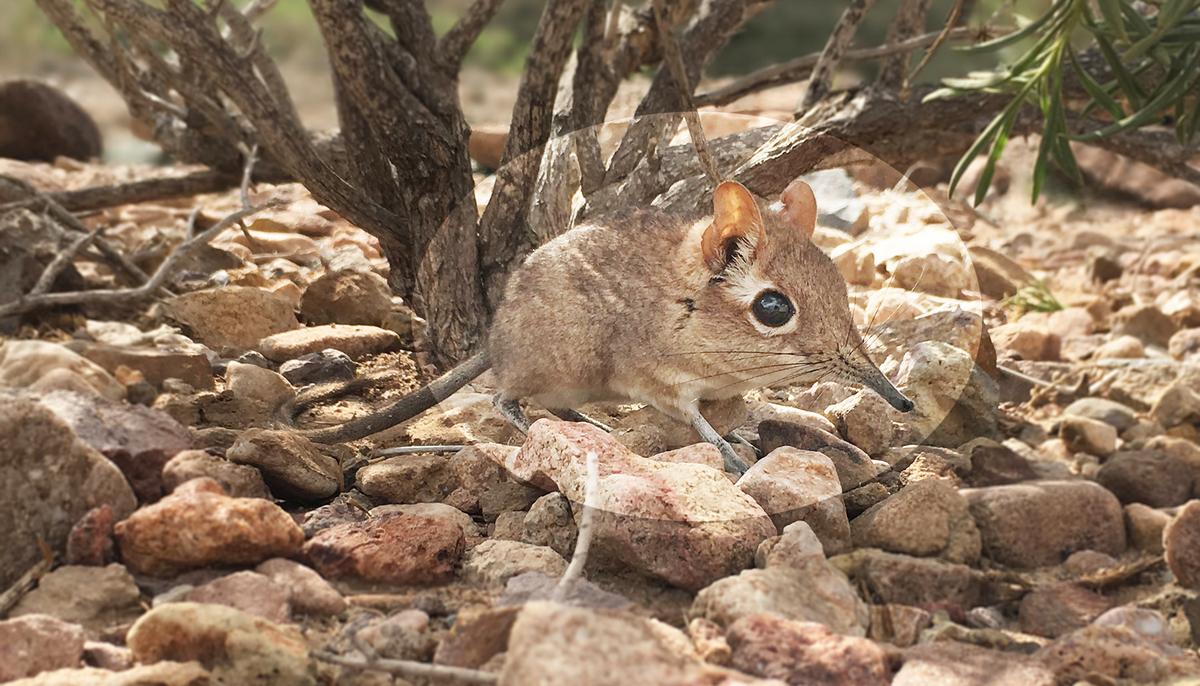 Tiny Adorable Elephant Shrew Documented in Horn of Africa for First Time in Nearly 50 Years