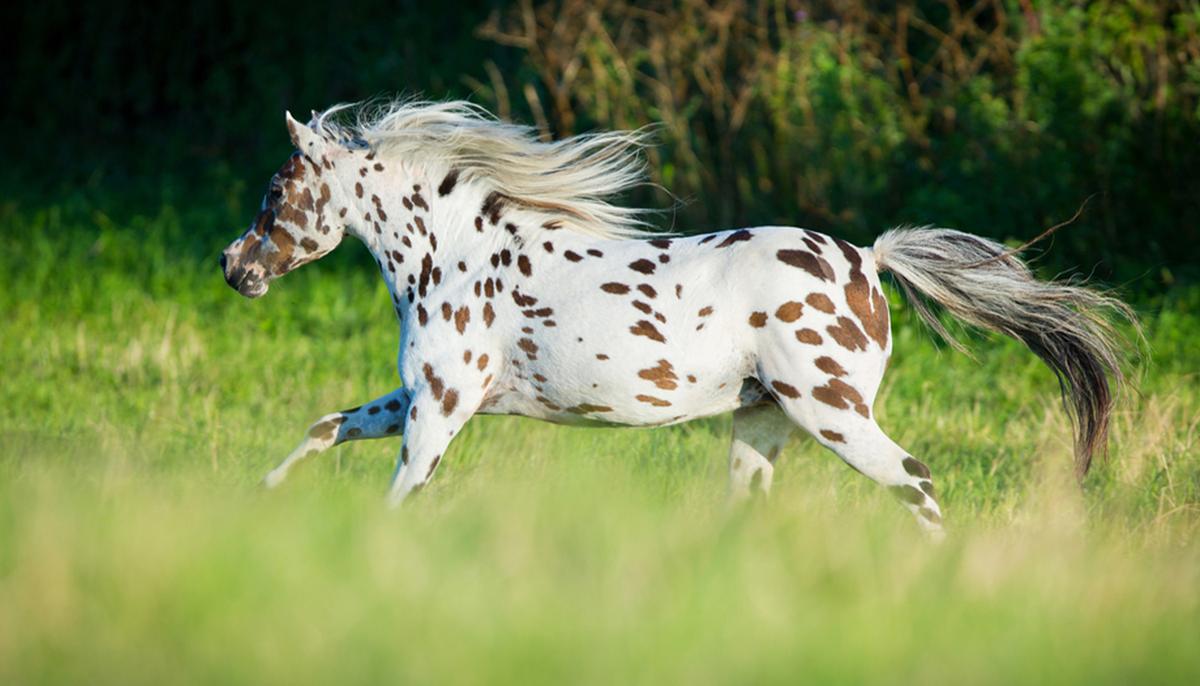 5 Things About the Spectacularly Spotted Appaloosa Horses You Probably Didn’t Know