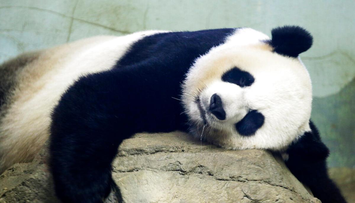 ‘Pure Joy’: 22-Year-Old Giant Panda at US National Zoo Gives Birth to a Healthy Cub