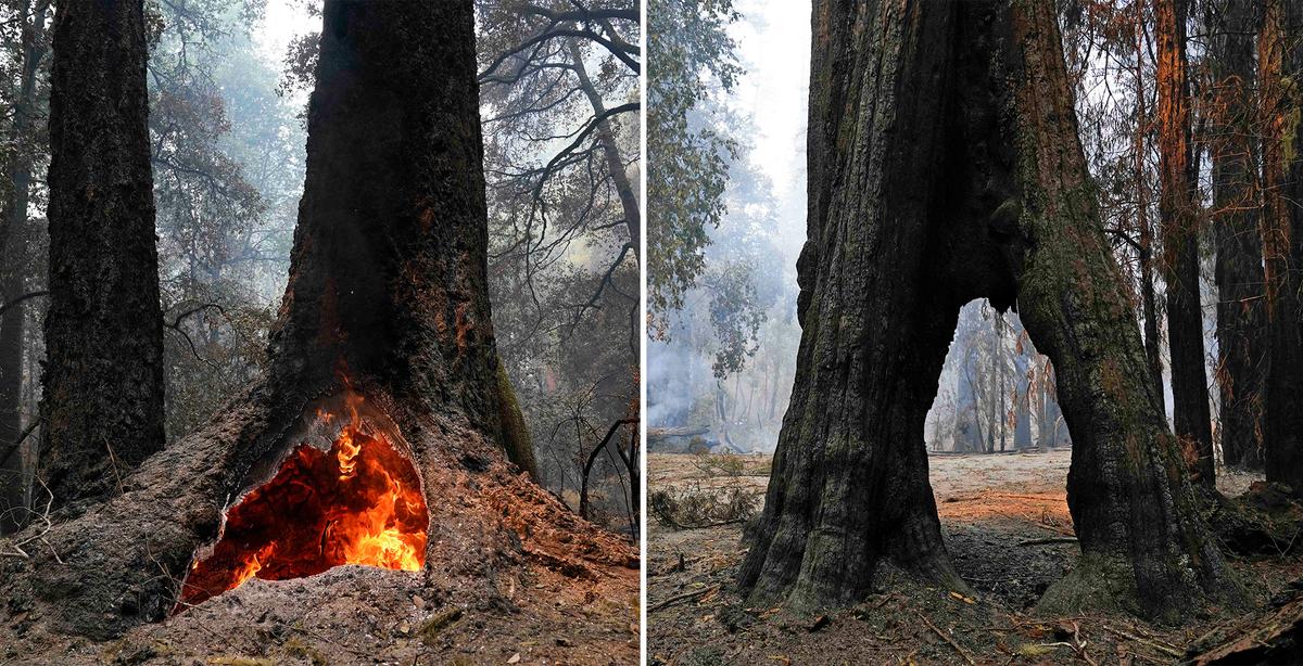300 ft ‘Mother of the Forest’ Redwood Survives Wildfire Ravaging at California’s Oldest Park