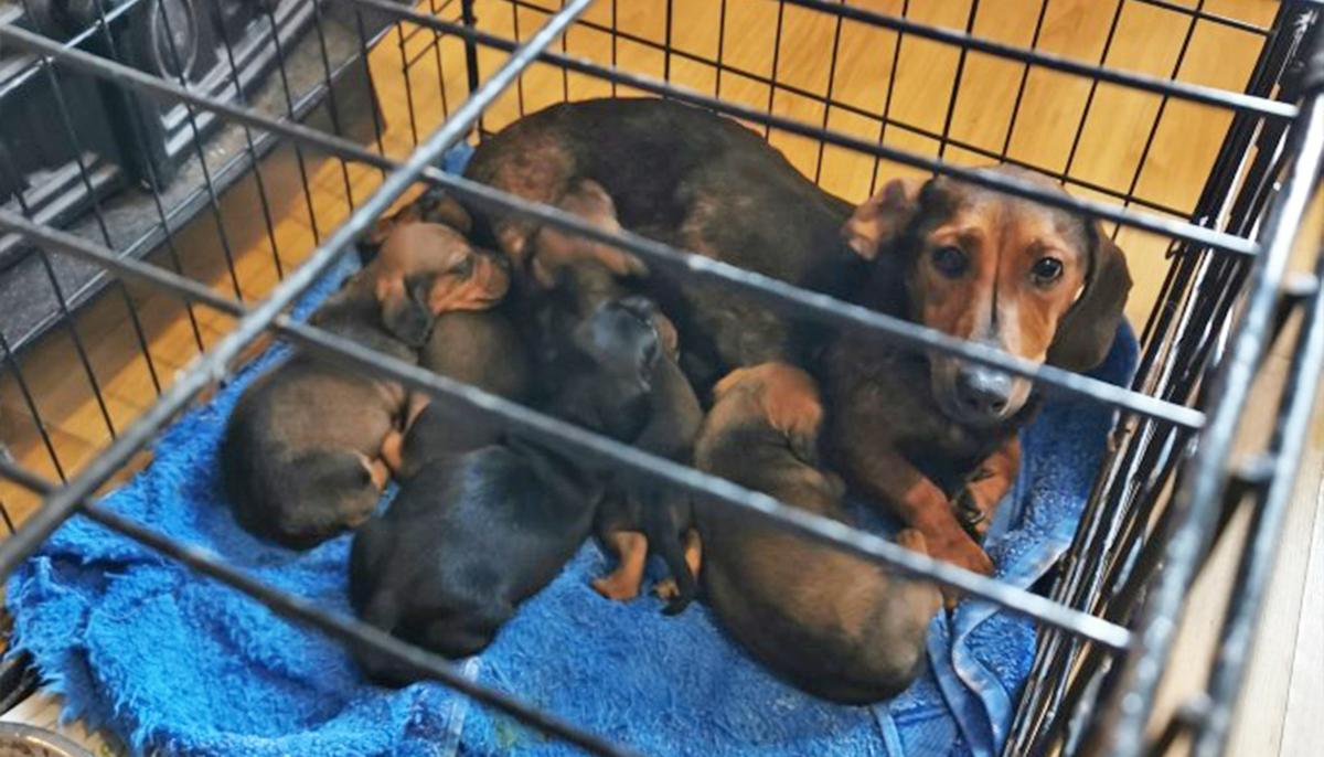 Police Seize 32 Stolen Dachshunds, Pugs, Chihuahuas Worth $140,000 in Home in Ireland