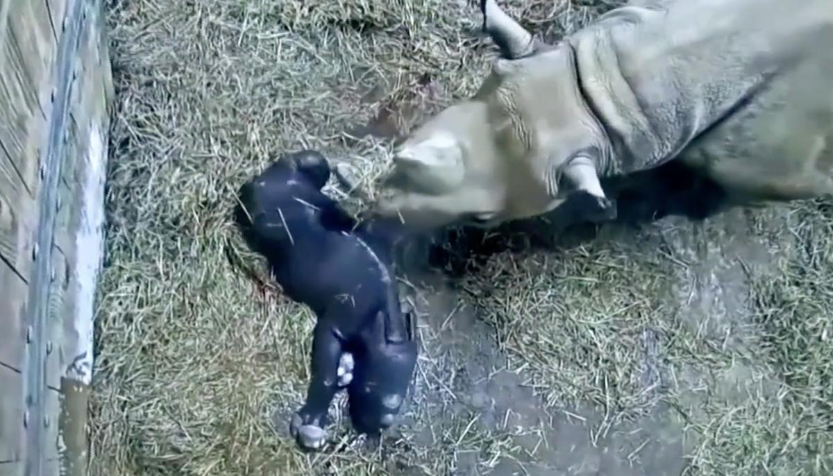 Brand-New Eastern Black Rhinoceros Calf Born at Cincinnati Zoo–and the Footage Is Adorable