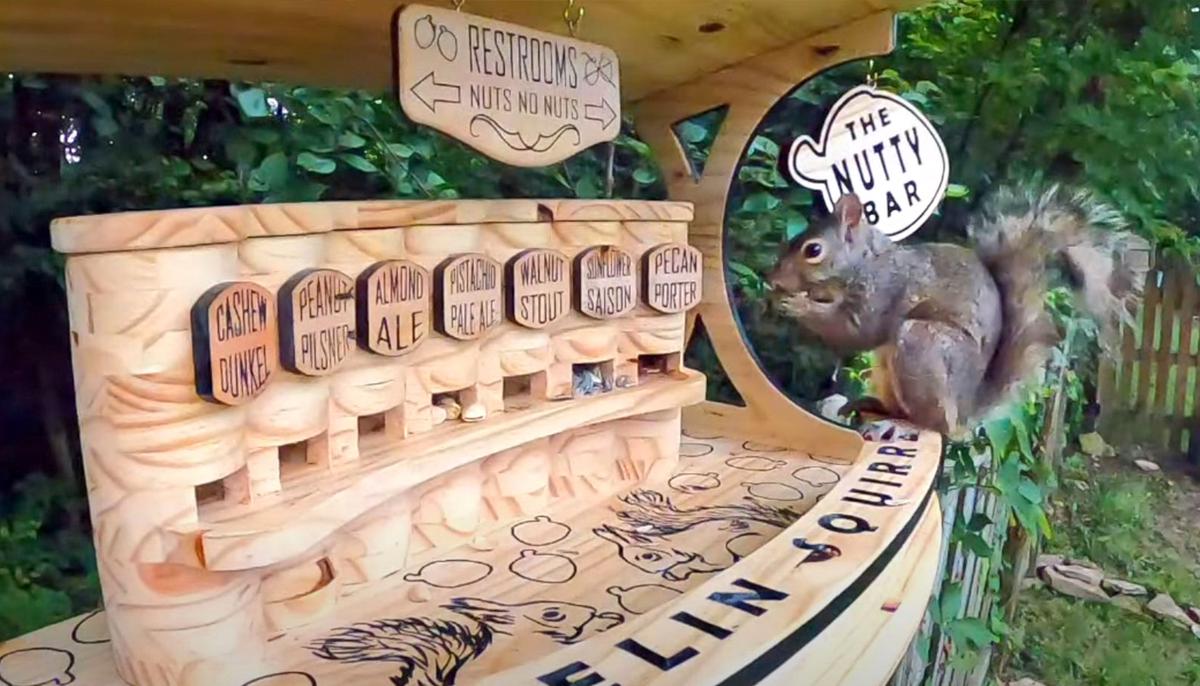 Man Builds a Backyard Squirrel Bar With Seven Varieties of Nuts on Tap