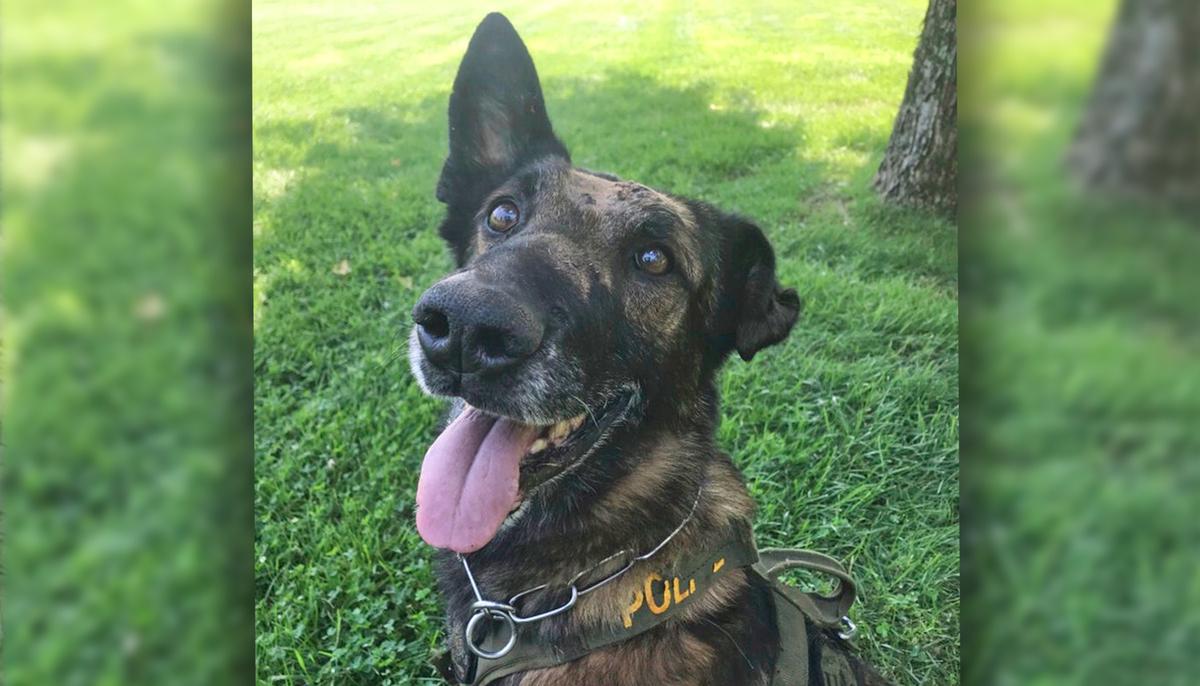 US Forest Service Police Dog Suffers Nine Stab Wounds, Survives Second Attack