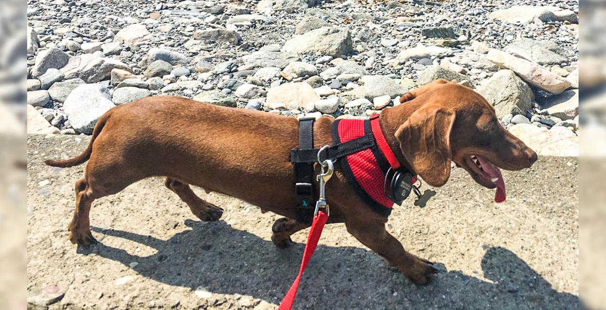 Dog Stranded in the US Amid Lockdown Travels 10,000 Miles Back Home to Australia