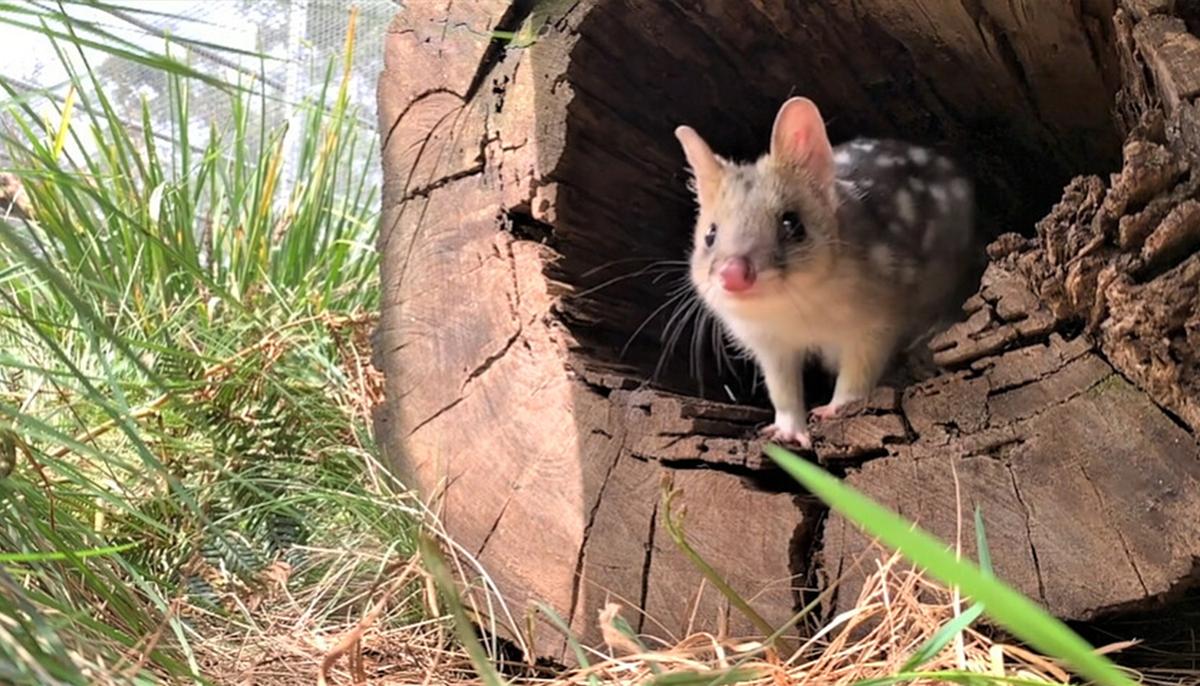Eastern Quolls Return to Aussie Wildlife Sanctuary After Being 60 Years Extinct From Mainland