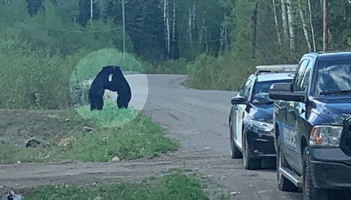 Police Officer Captures ‘Special’ Moment of 2 Black Bears Embracing on the Road