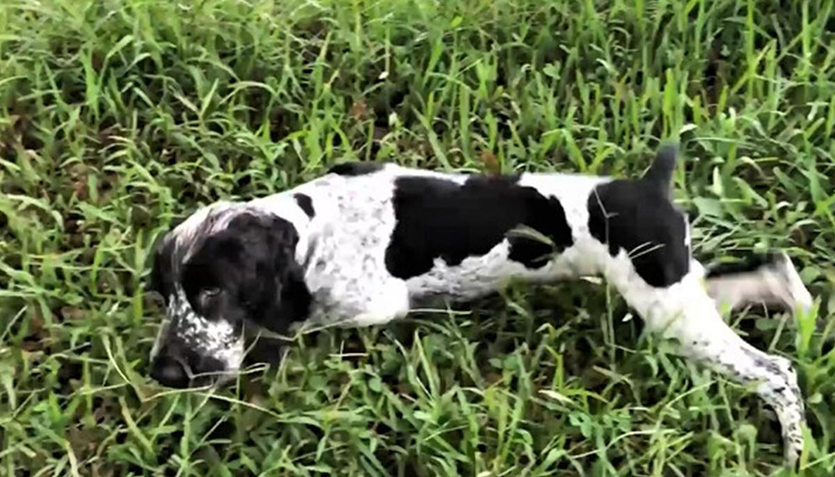 7-Month-Old Rescue Pup Born Missing Part of His Brain Gets a Second Chance at Life