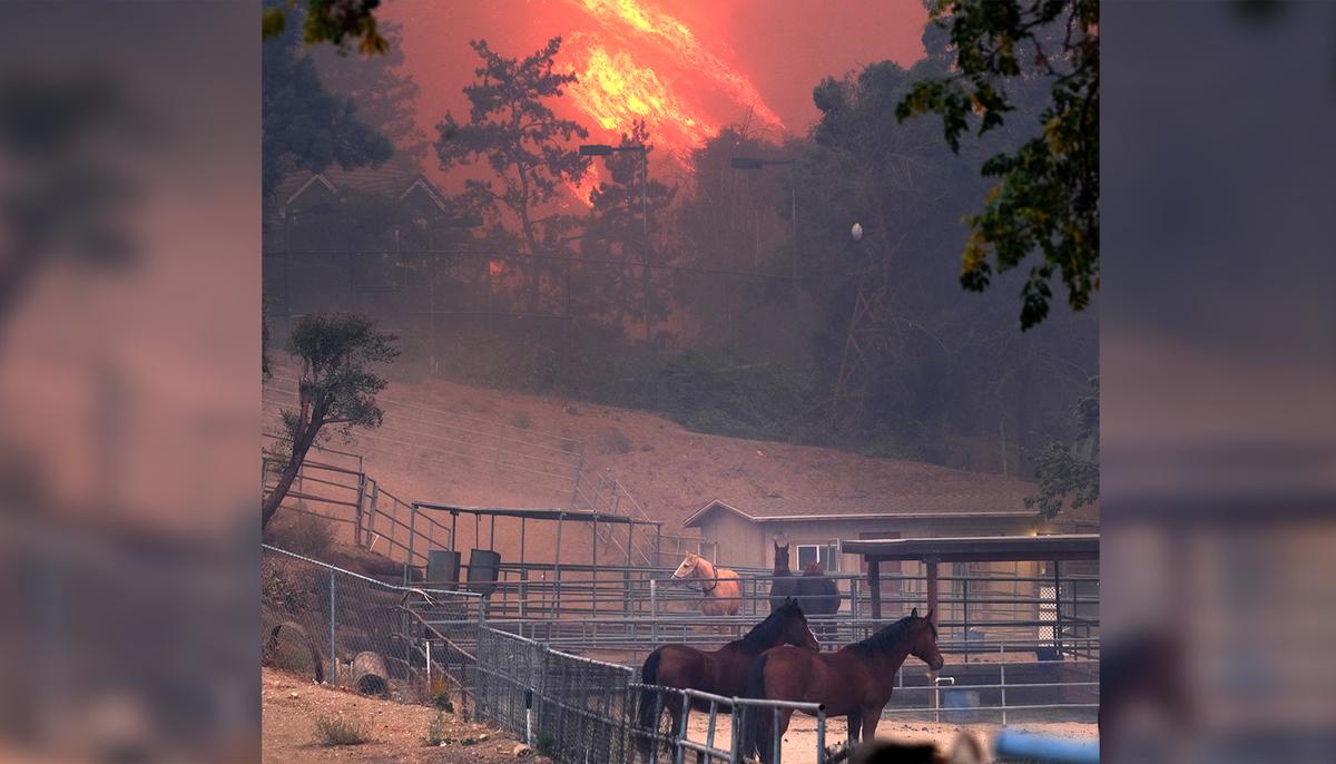 California Wildfires Destroyed Sanctuary for Abused Horses, but All Animals Survived