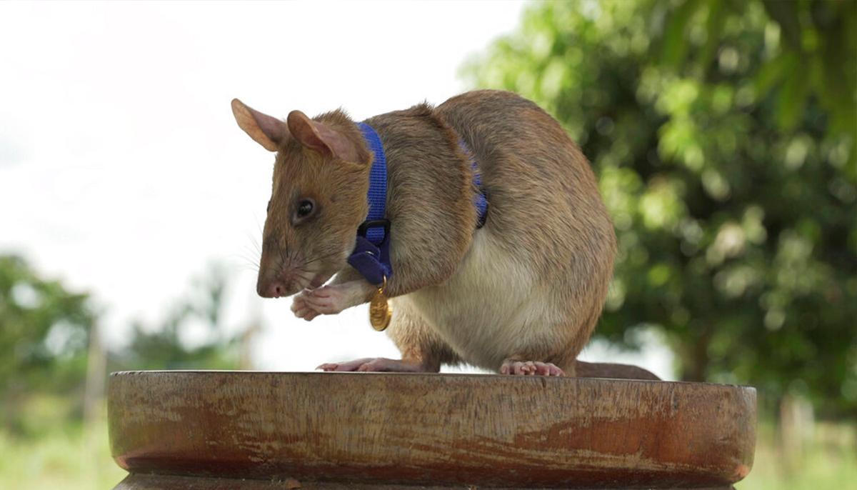 Giant Rat Wins Animal Hero Award for Sniffing Out Landmines in Cambodia