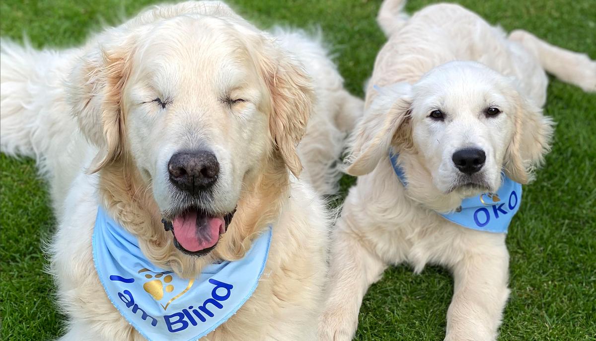 Blind Golden Retriever Gets His Own Tiny Guide Dog to Find His Way on Walks