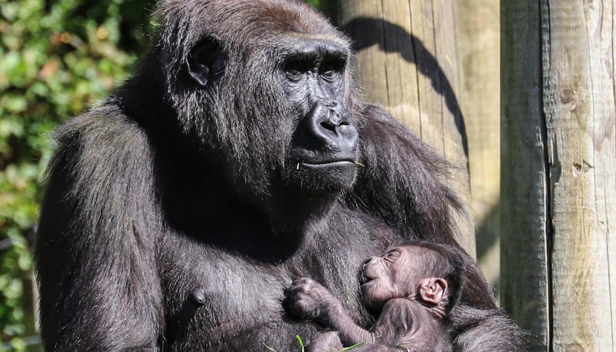 Gorilla Mom Seen Cradling Newborn After Losing Her First Baby Last Year: Photos