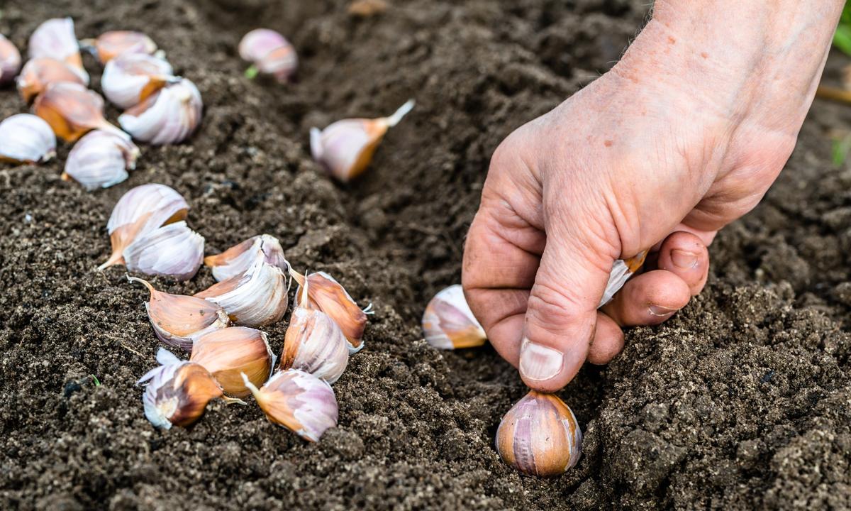 The 4 Seasons of Garlic