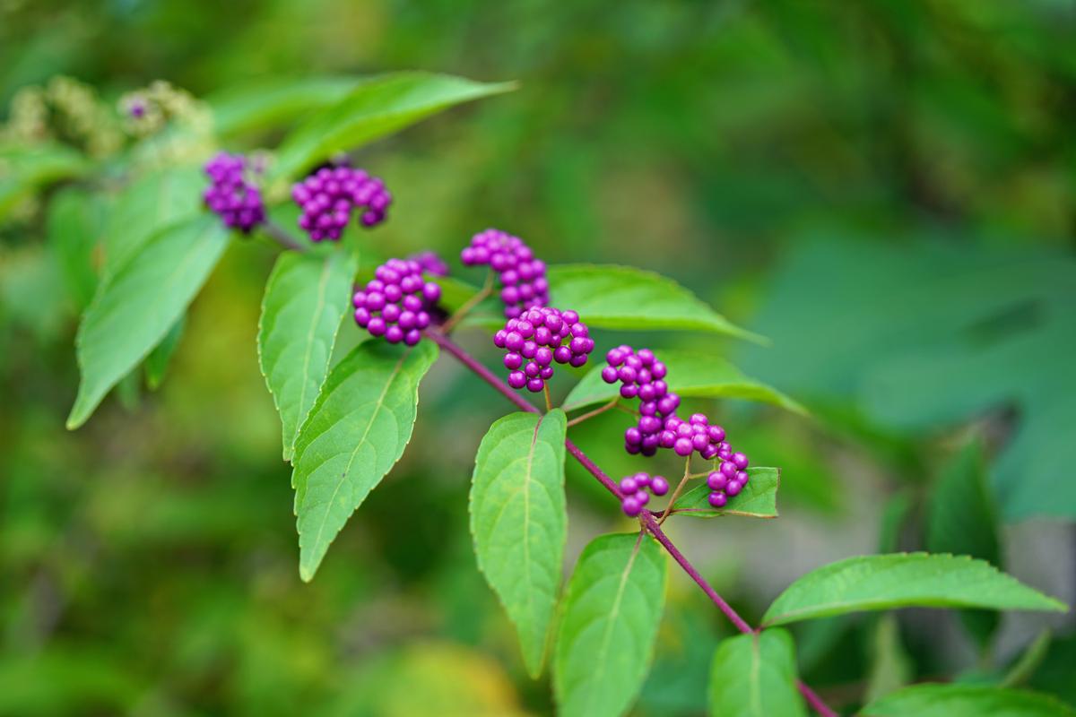 Bayberry Leaf Offers Hope Against Growing Antibiotic Resistance