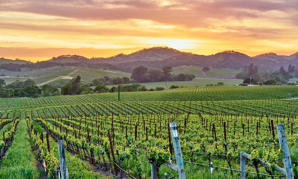 Wine Talk: Somm Challenge Standouts