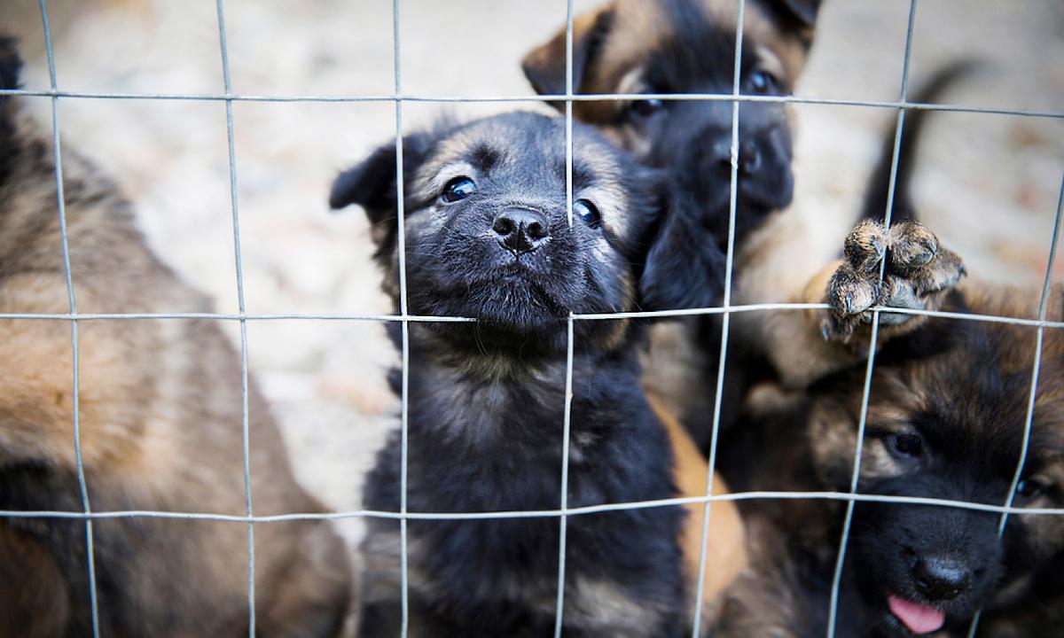 Over 100 Starving and Dead Dogs Found in Squalid Home, Saved by Rescue Group