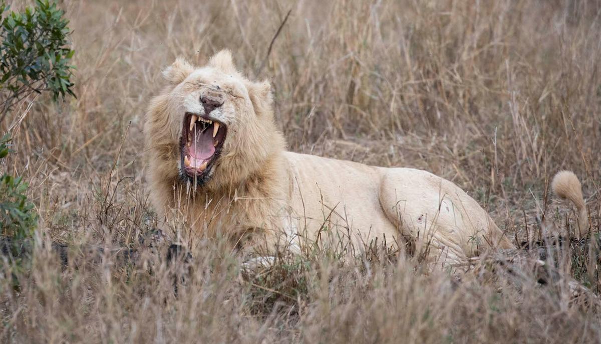 Wildlife Photographer Captures an Extremely Rare Sight of a White Lion in the Wild on Camera