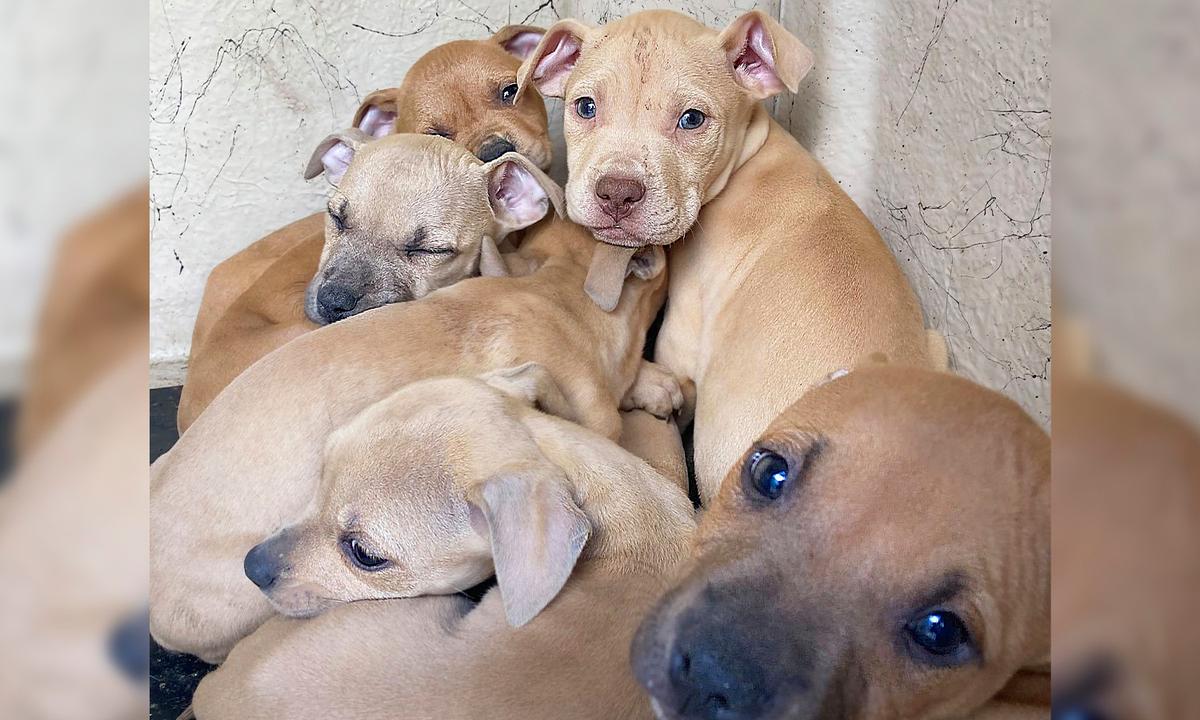 36 Dogs Seized From Tacoma Home by Sheriff’s Department in Animal Cruelty Investigation