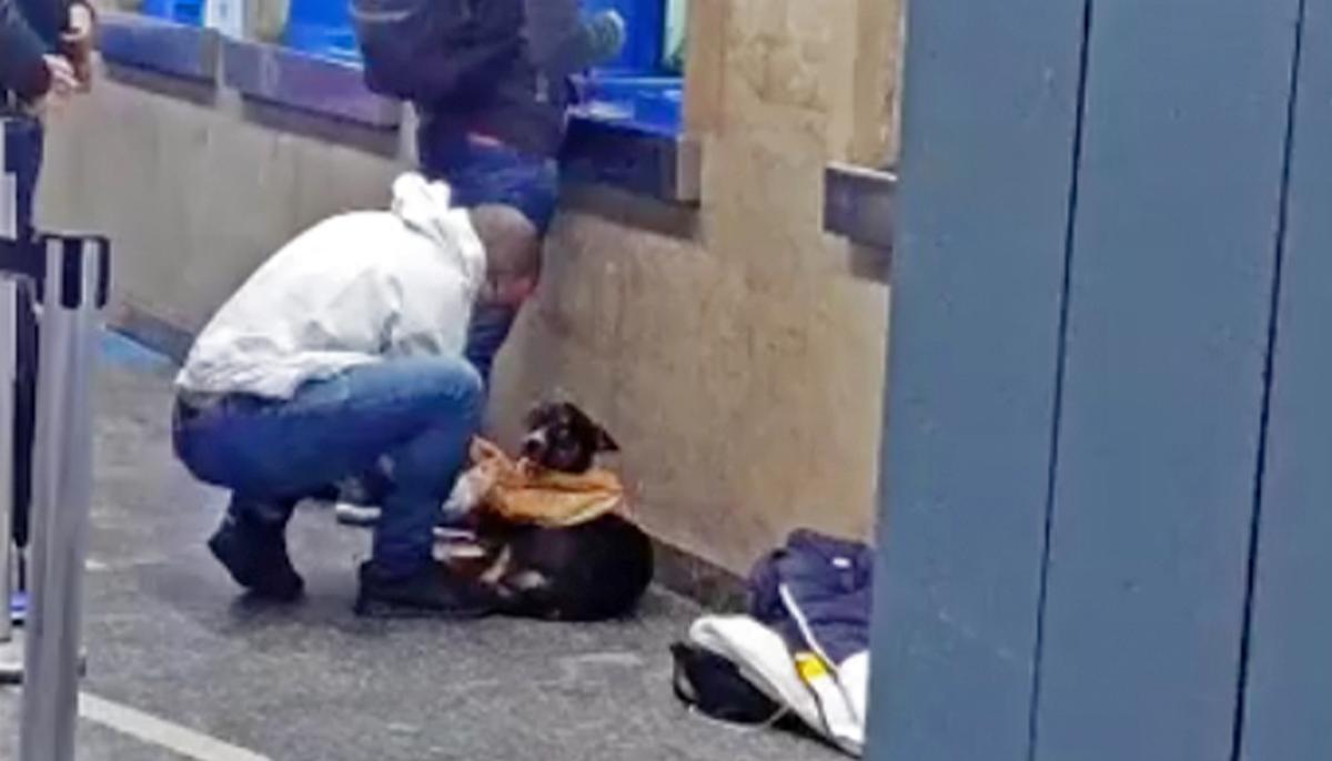Kindhearted Man Takes Off His Shirt and Gives It to a Stray Dog Shivering in the Cold