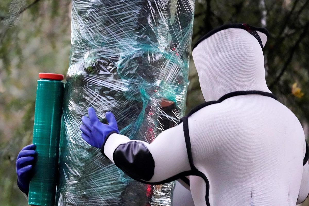 Washington State Eradicates First ‘Murder Hornet’ Nest of the Year