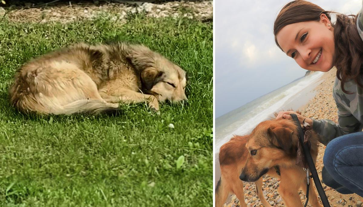 Nonprofit Helps Reunite Soldier With Stray Dog Who Gave Her Comfort While Deployed Overseas
