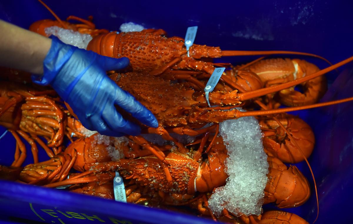 Australian Lobster Halted by Chinese Customs Checks, Fuels Trade Dispute Concerns